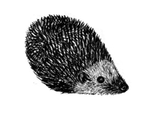 igel